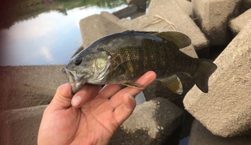 スモールマウスバスの釣果