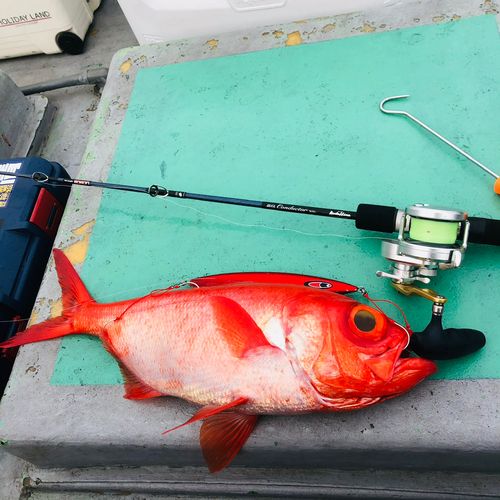 キンメダイの釣果