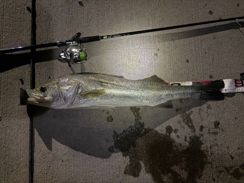 シーバスの釣果