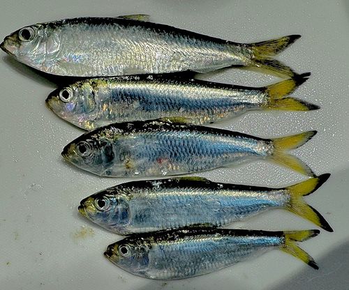サッパの釣果