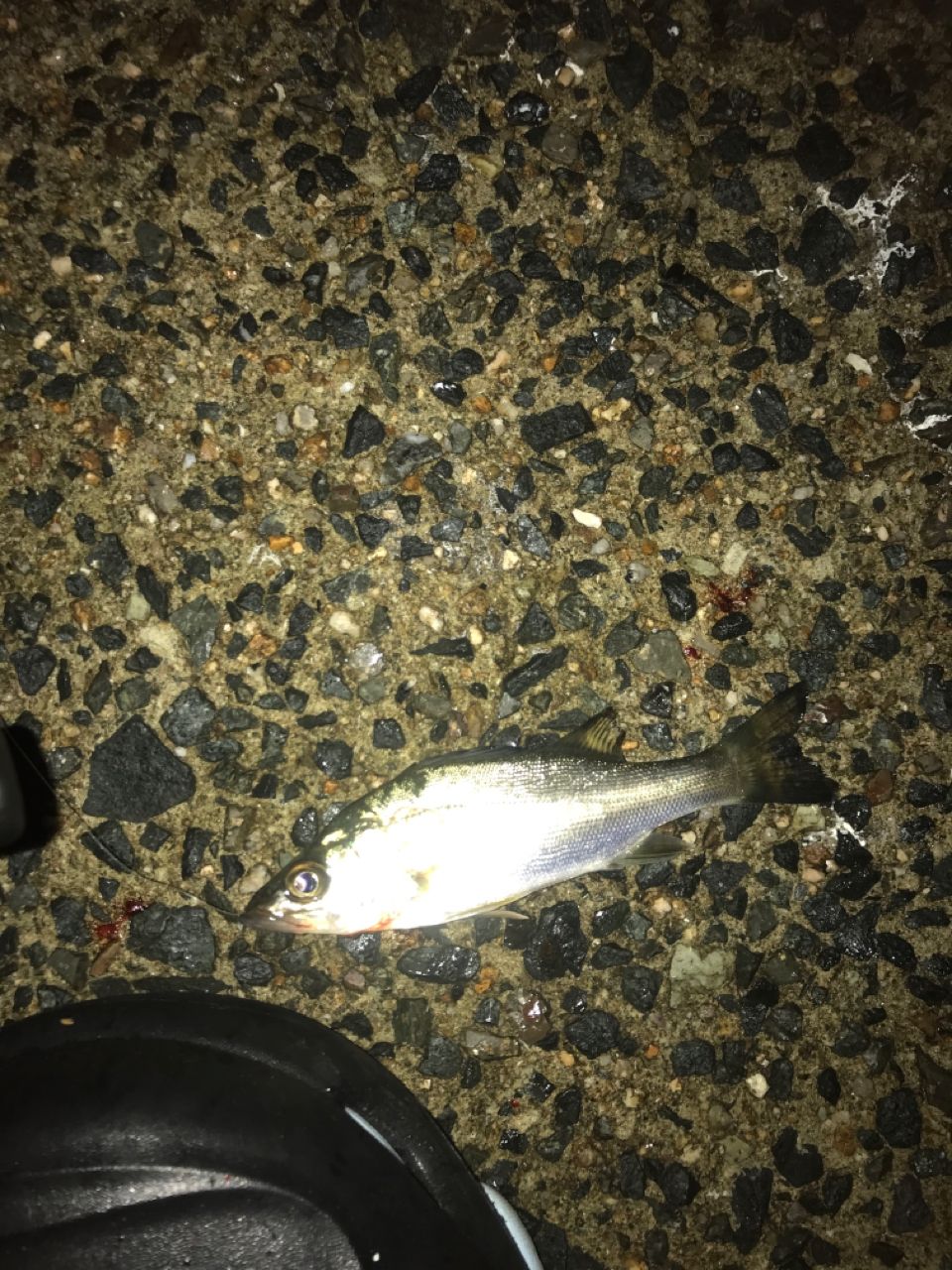 セイゴ（タイリクスズキ）