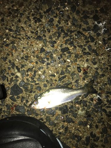 セイゴ（タイリクスズキ）の釣果