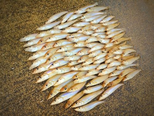 キスの釣果