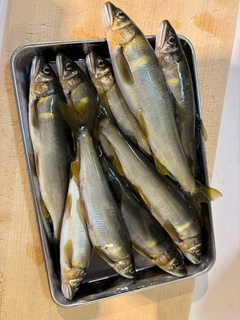 アユの釣果