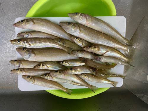 キスの釣果