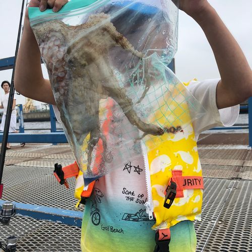 タコの釣果