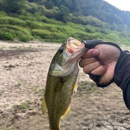 ブラックバス