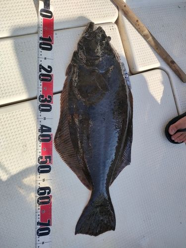 ヒラメの釣果
