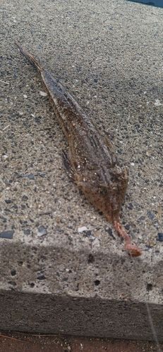 メゴチの釣果