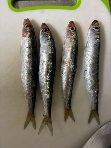 ウルメイワシの釣果