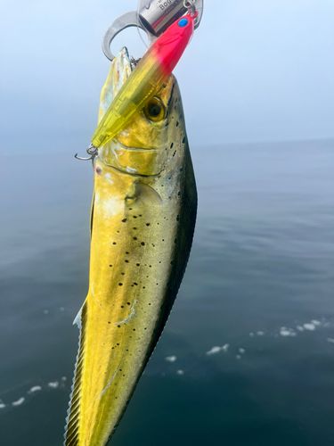シイラの釣果