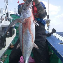 ビンチョウマグロ