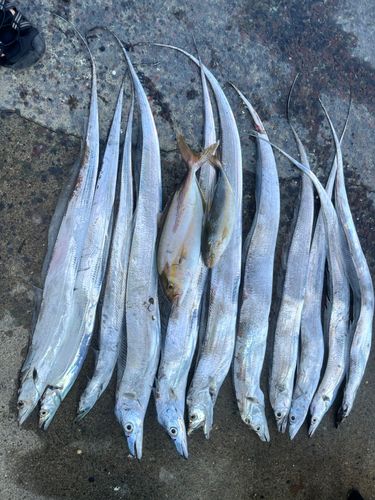 タチウオの釣果
