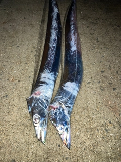 タチウオの釣果