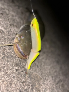 マナマズの釣果