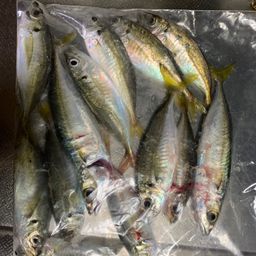 アジ