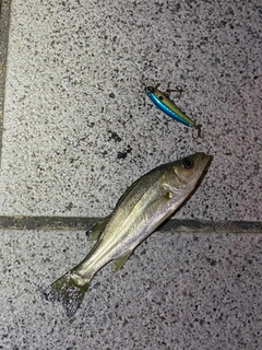 セイゴ（マルスズキ）の釣果