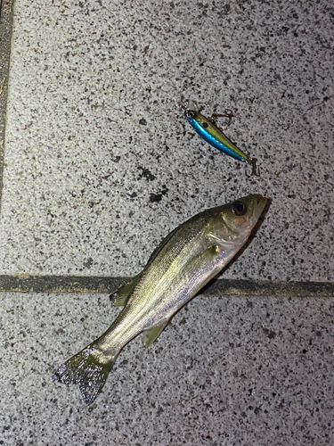 セイゴ（マルスズキ）の釣果
