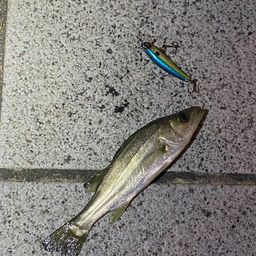 セイゴ（マルスズキ）