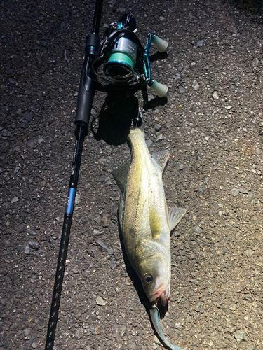 フッコ（マルスズキ）の釣果