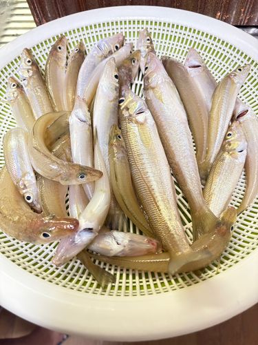キスの釣果