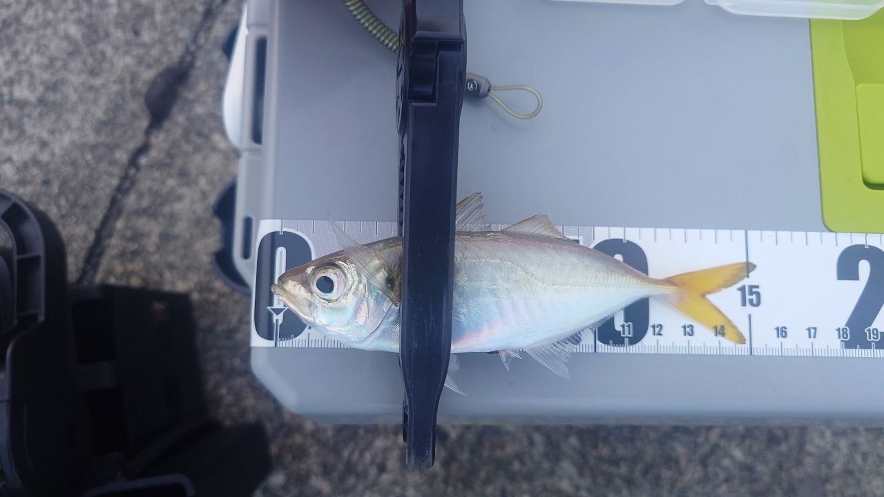 SHIMANO 22ソアレ SS アジング S60SUL-Sの最安値・インプレ