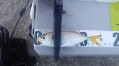 マアジの釣果