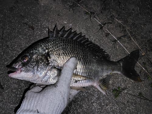 キビレの釣果