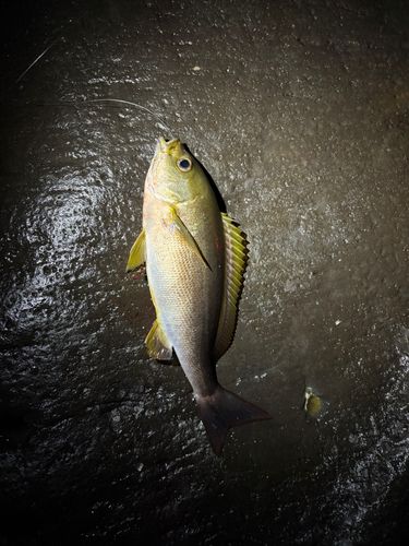 イサキの釣果