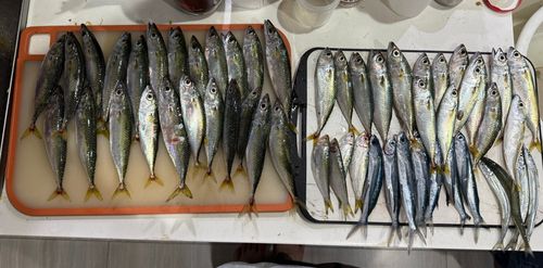 サバの釣果