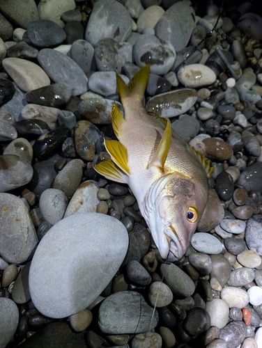 シブダイの釣果