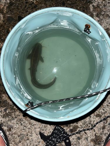 ゴンズイの釣果