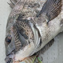 クロダイ
