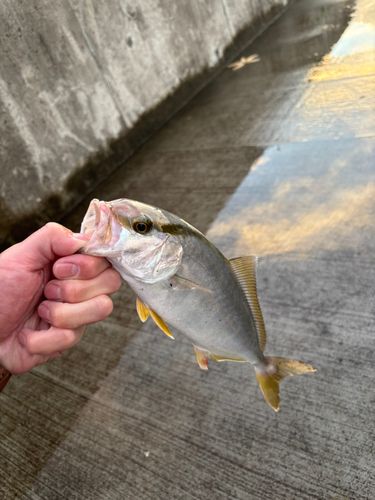 ショゴの釣果