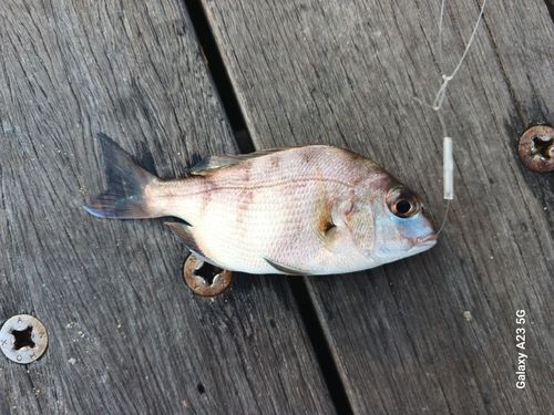 チャリコの釣果