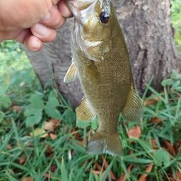 スモールマウスバス