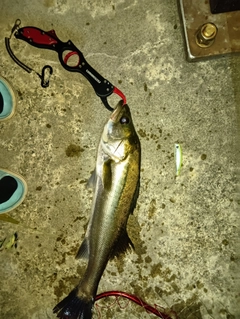 釣果