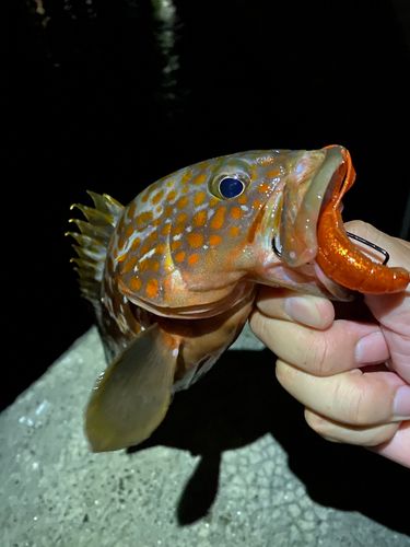 キジハタの釣果