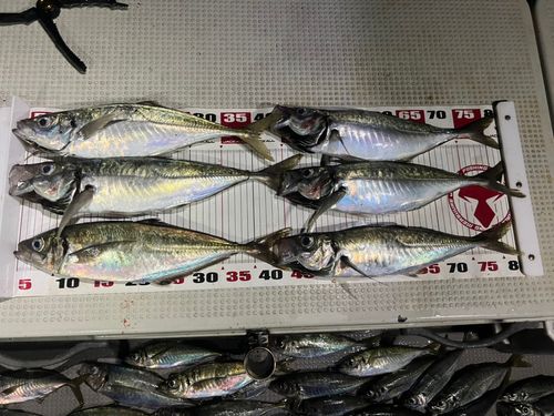 アジの釣果