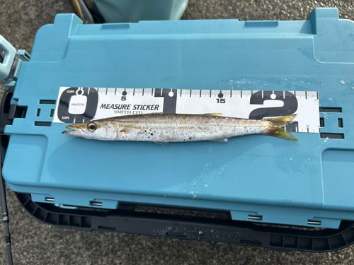 カマスの釣果