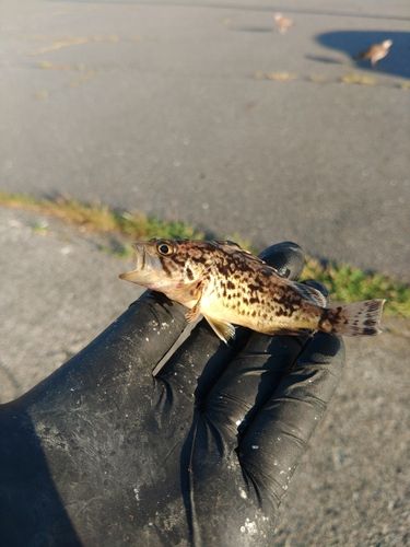 クロソイの釣果