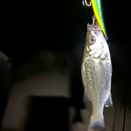 シーバス