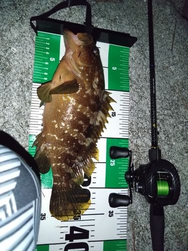 キジハタの釣果