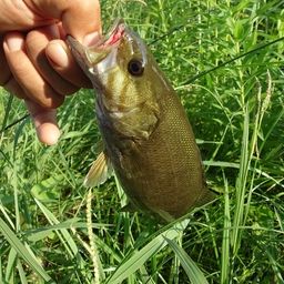 スモールマウスバス