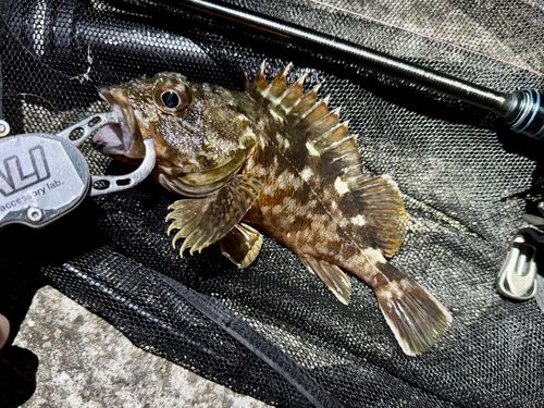 ガシラの釣果