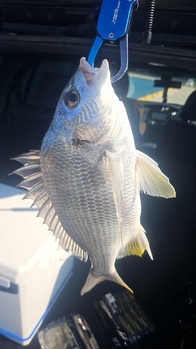 キビレの釣果