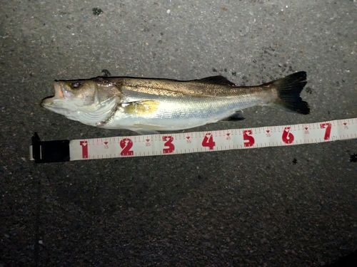 スズキの釣果
