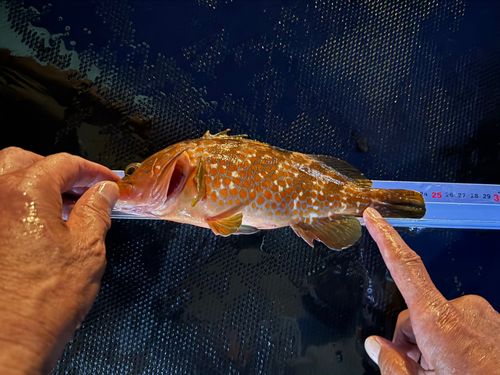 キジハタの釣果