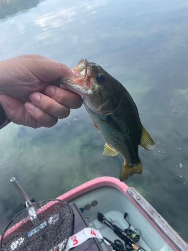ラージマウスバスの釣果