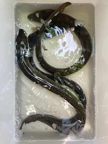 ニホンウナギの釣果